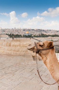 View over the Dome of the rock clipart