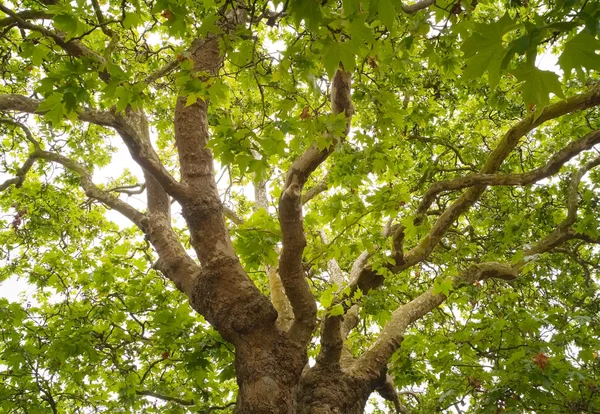 stock image Beautiful oak