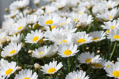 Marguerites