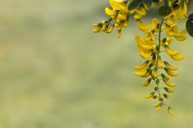 bir bahçede izole laburnum