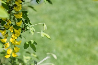 bir bahçede izole laburnum