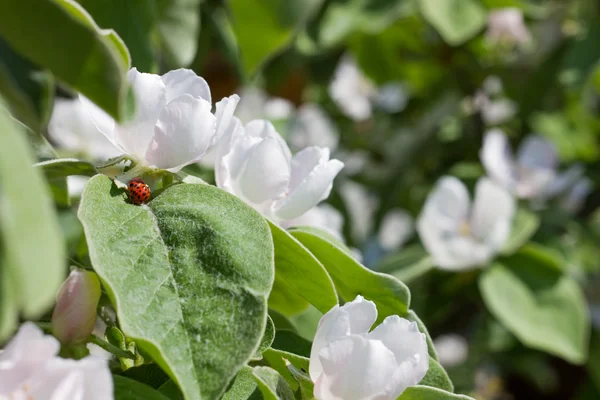 çiçek açan Ayva ağacı üzerinde iki çiftleşme ladybeetles