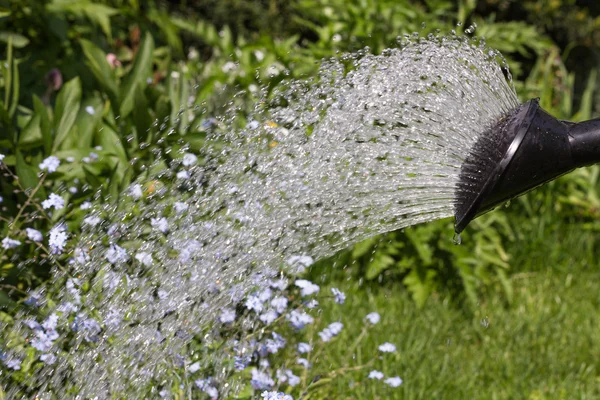在花园里浇水 免版税图库图片