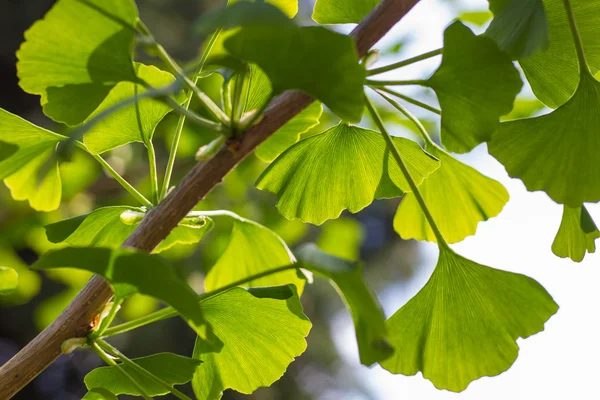 Zweig von Ginkgo biloba mit Blättern — Stockfoto