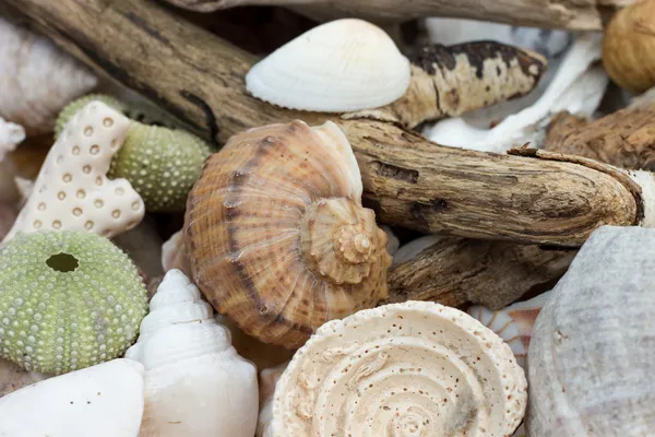 Collection of beach findings — Stock Photo, Image