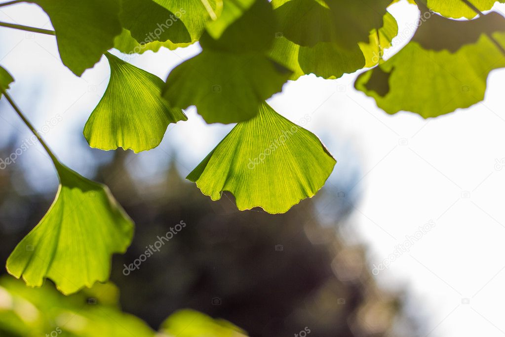 Leaves of Gingko biloba