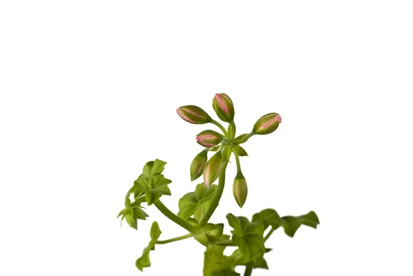 Geranium buds — Stock Photo, Image