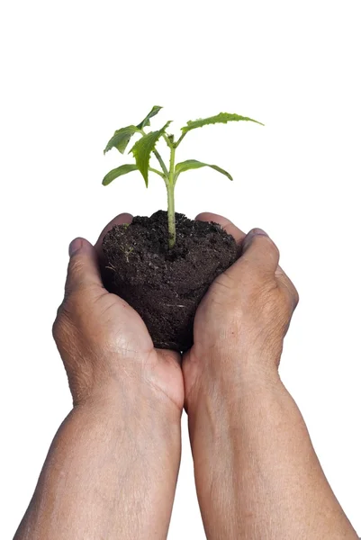 Ecology, plant care — Stock Photo, Image