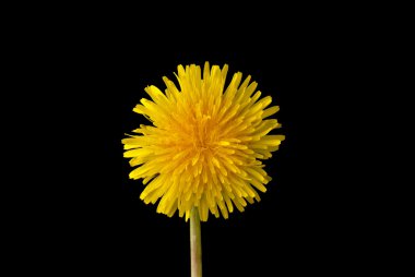 sow thistle