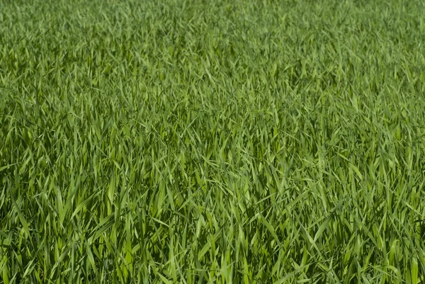 Corn, field — Stock Photo, Image