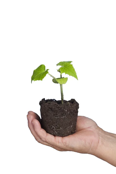 Ecology, plant care — Stock Photo, Image
