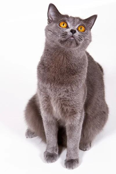 Британская кошка — Stock Photo, Image