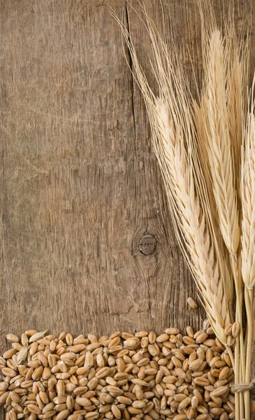 Grão de trigo e espiga — Fotografia de Stock