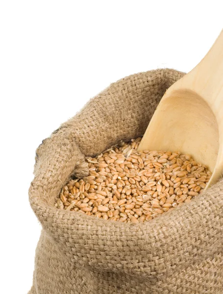 Wheat grain in burlap sack on white — Stock Photo, Image