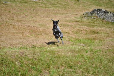 köpek çim alanda oyun