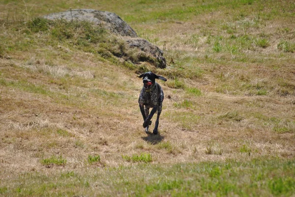 Perro juega en campo de hierba — Stockfoto