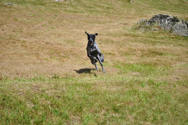 芝生のフィールドでプレイ犬 — ストック写真
