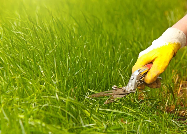 Przycinanie trawa trawnik, ogród ścinanie i rękawice żółty — Zdjęcie stockowe