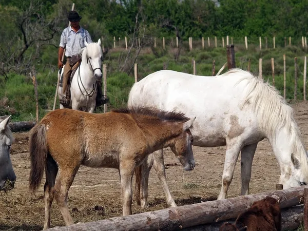 Een cowboy in de camargue nationaal park — Stockfoto