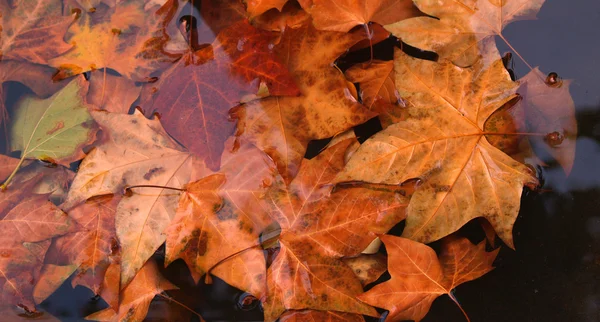 Cores de outono — Fotografia de Stock