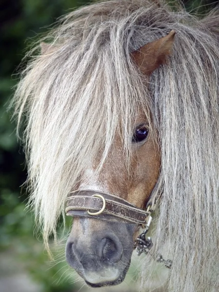Porträt eines Ponys mit blonden Haaren — Stockfoto