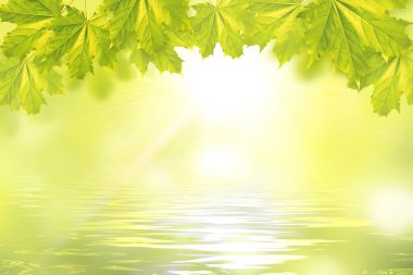 Maple leaves above the water clipart