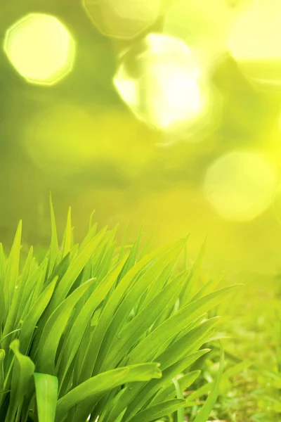 Grass on a green background — Stock Photo, Image