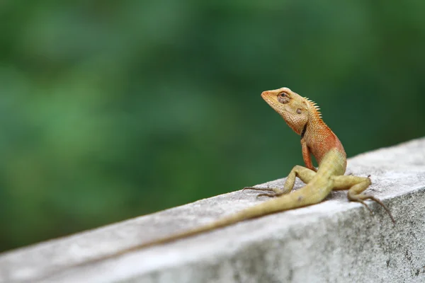 stock image Lizard portrait