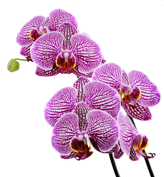 Orchid on White Royalty Free Stock Photos