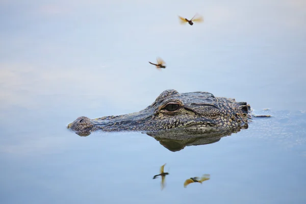 Alligatorkopf — Stockfoto