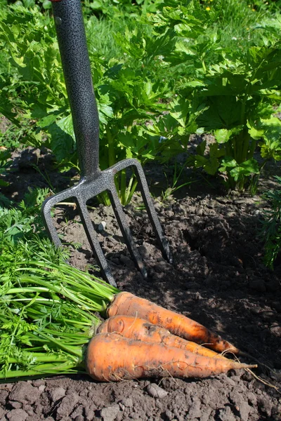 stock image Fresh dug Carrots