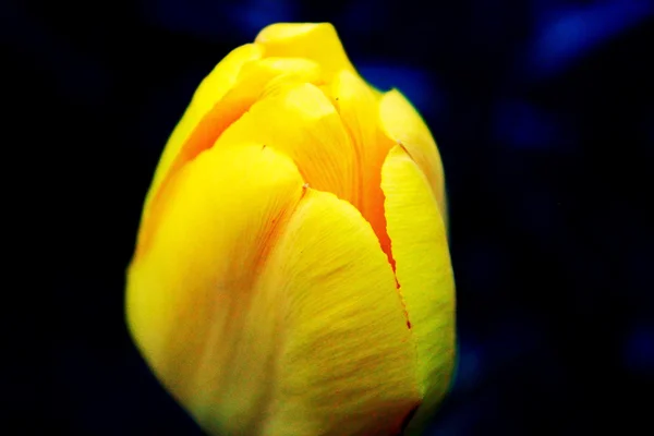 Жёлтый тюльпан — стоковое фото