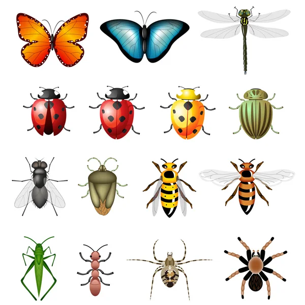 Versão atualizada de insetos vetores bugs e invertebrados —  Vetores de Stock