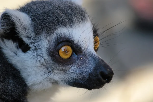 Lemurin valpas silmä. — kuvapankkivalokuva