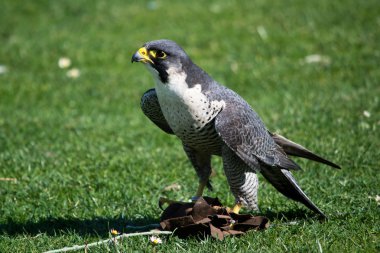 Falco peregrinus clipart