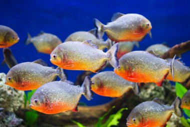 Piranhas clipart