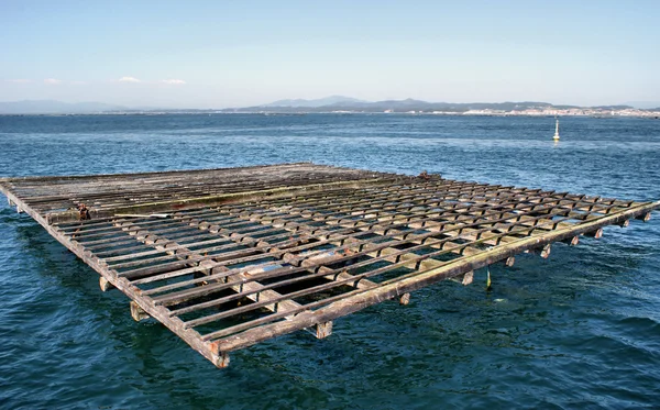 Raft cultivo de mejillones — Foto de Stock
