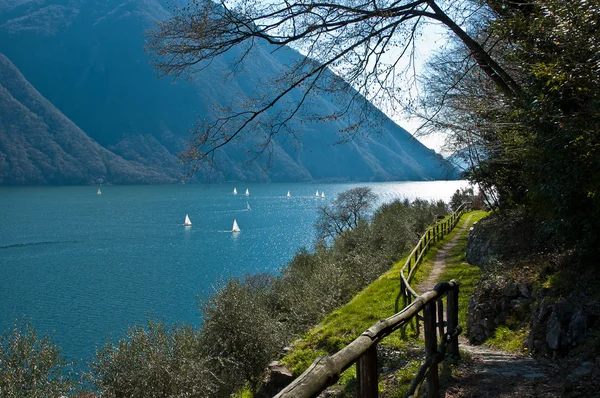 Camino del olivo, Gandria - Suiza —  Fotos de Stock
