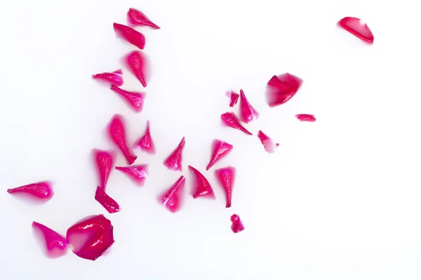 stock image Rose-petals