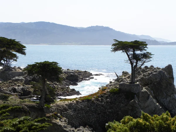 stock image Cyprus Tree Along Coastline