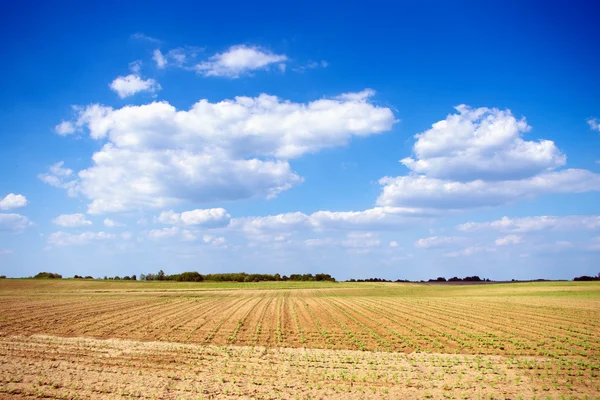 Young field at sunny day — Stock Photo, Image