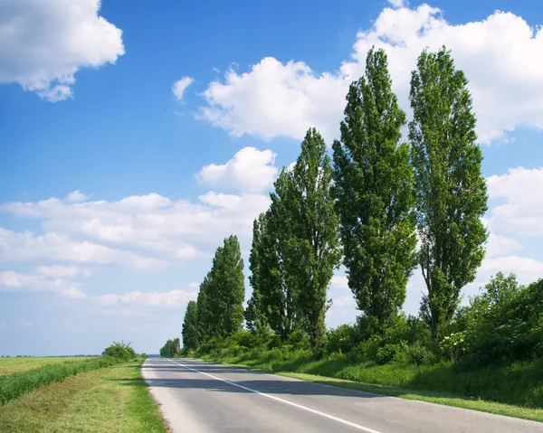 Poplar trees by the freeway — Stock Photo, Image