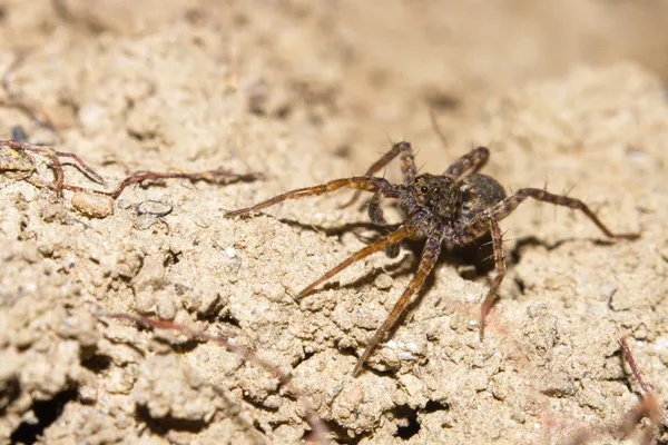 Χαριτωμένο μικρό ευρωπαϊκό lycosa ή λύκος αράχνη — Φωτογραφία Αρχείου