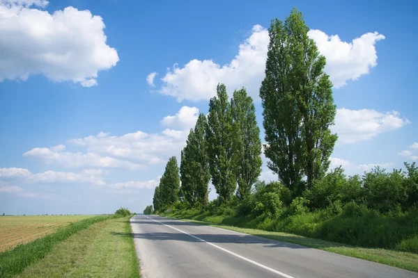 Empty road with poplar trees — Stock Photo, Image