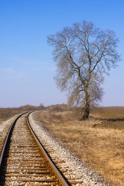 Tree by the railway — Stock Photo, Image