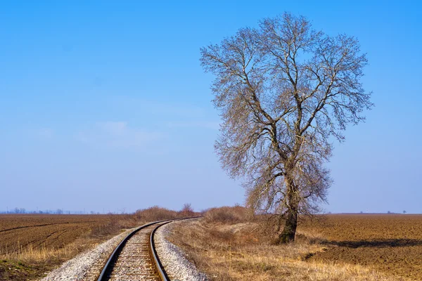 Árvore solitária pela ferrovia — Fotografia de Stock