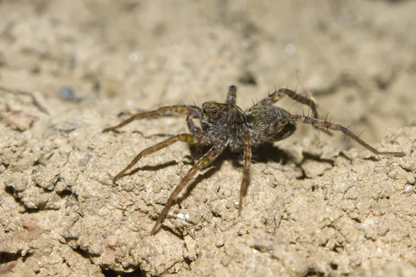 Χαριτωμένο μικρό ευρωπαϊκό lycosa αράχνη ή αράχνη λύκος. — Φωτογραφία Αρχείου