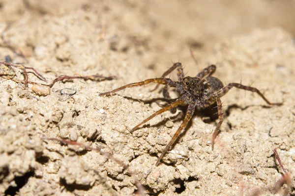 Милий маленький європейських Lycosa або Вовк павук — стокове фото