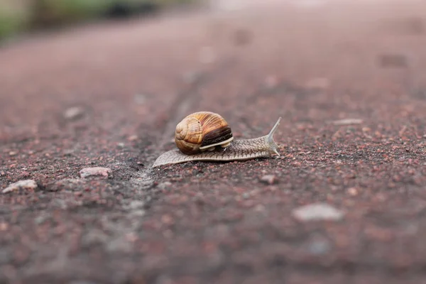 Snail crawls