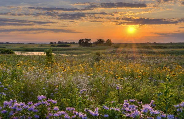 Zon over het veld bloem — Stockfoto